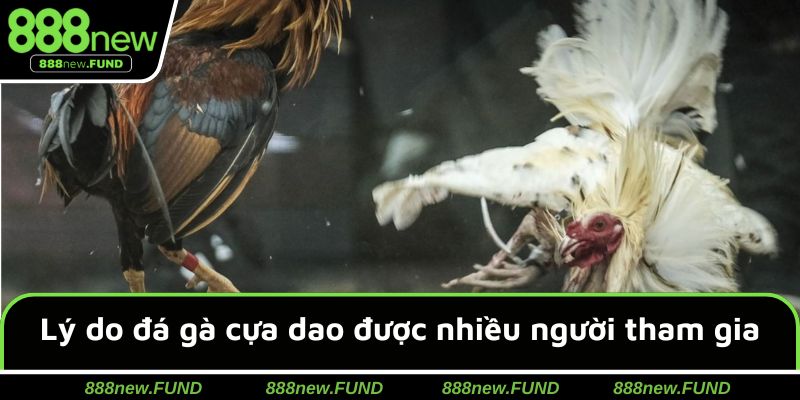 Điểm mạnh khi trải nghiệm đấu chiến kê cựa dao