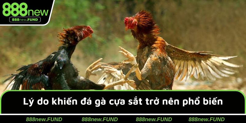 Điểm mạnh khiến đá gà cựa sắt được yêu mến