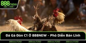 Đá Gà Đòn C1 Ở 888NEW - Phô Diễn Bản Lĩnh, Chiến Lược Hay