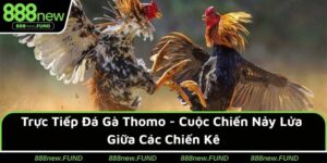 Trực Tiếp Đá Gà Thomo - Trận Chiến Kịch Tính, Mãn Nhãn