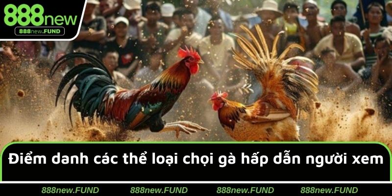 Điểm danh các thể loại chọi gà hấp dẫn người xem